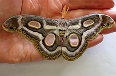Epiphora mythimnia